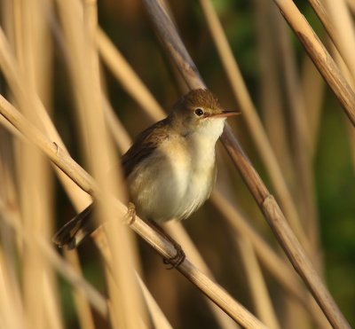 Kleine Karekiet - European Reed Warbler