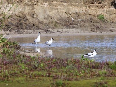 Kluten - Pied Avocets