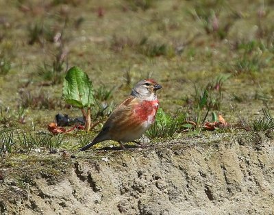 Kneu - Common Linnet