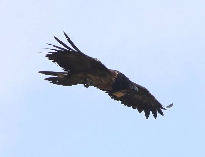 g12/91/964991/3/171669536.odV3RBzQ.jpg
