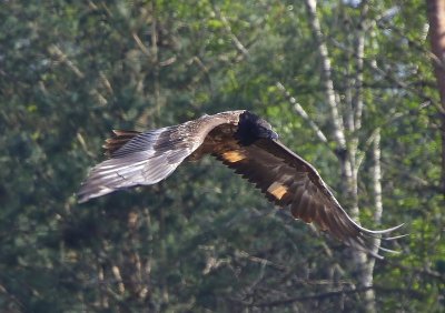 Lammergier - Bearded Vulture