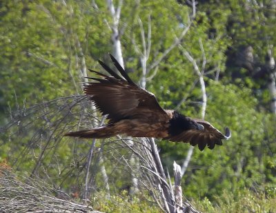 Lammergier - Bearded Vulture
