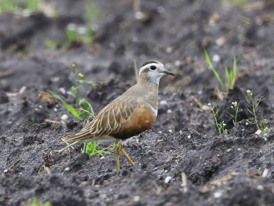 Morinelplevier - Eurasian Dotterel