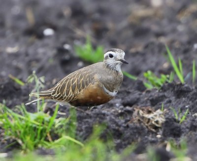 Morinelplevier - Eurasian Dotterel