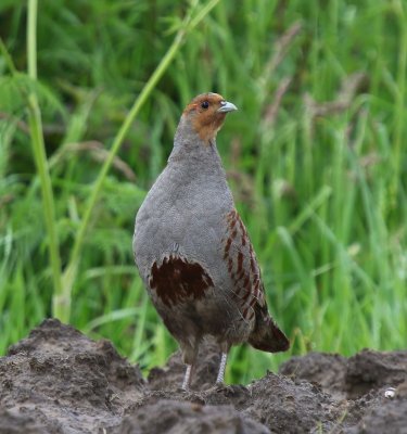 Patrijs - Grey Partridge