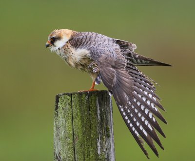 Roodpootvalk - Red-footed Falcon