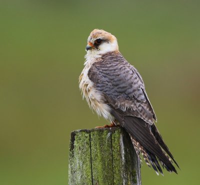 Roodpootvalk - Red-footed Falcon