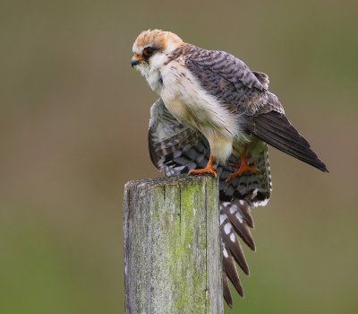 Roodpootvalk - Red-footed Falcon