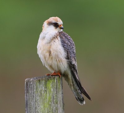 Roodpootvalk - Red-footed Falcon