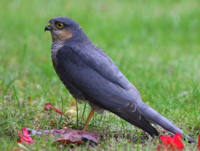 Sperwer - Eurasian Sparrowhawk