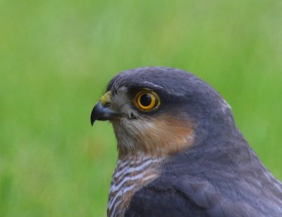 Sperwer - Eurasian Sparrowhawk