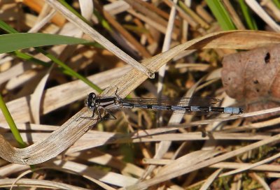 Watersnuffel - Common Bluet