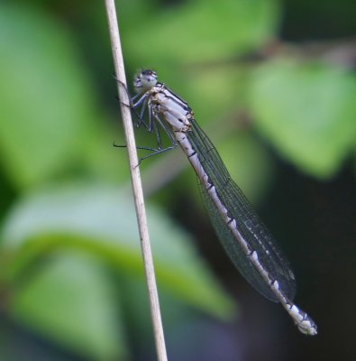 Watersnuffel - Common Bluet