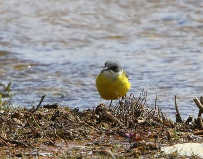 Witkeelkwikstaart - White-throated Wagtail