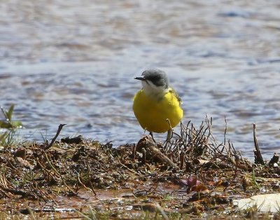 Witkeelkwikstaart - White-throated Wagtail