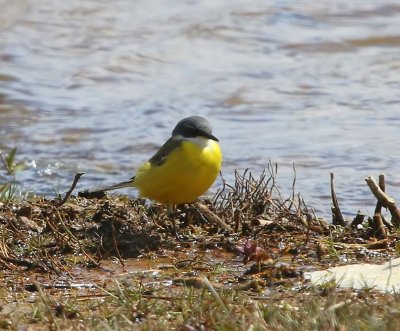 Witkeelkwikstaart - White-throated Wagtail