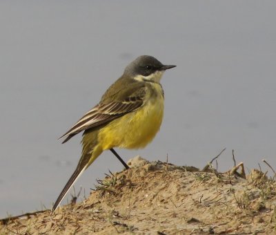 Witkeelkwikstaart - White-throated Wagtail