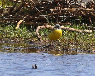 Witkeelkwikstaart - White-throated Wagtail