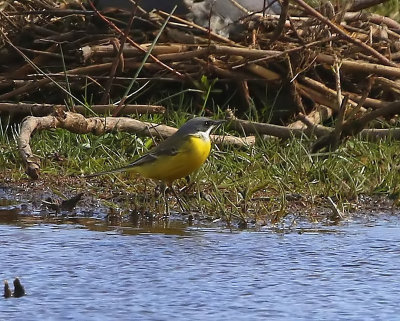 Witkeelkwikstaart - White-throated Wagtail