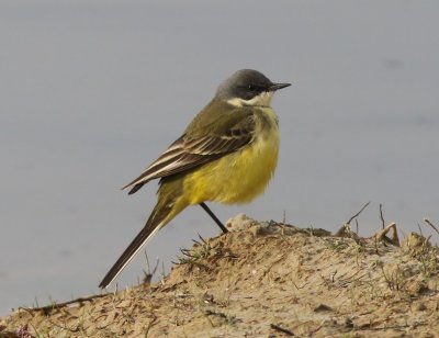 Witkeelkwikstaart - White-throated Wagtail