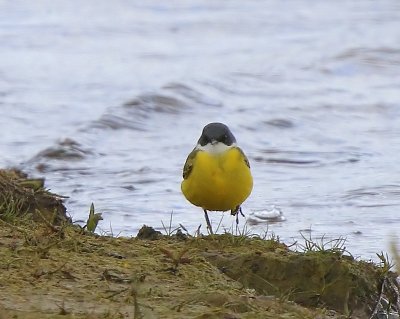 Witkeelkwikstaart - White-throated Wagtail