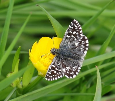 Aardbeivlinder - Grizzled Skipper