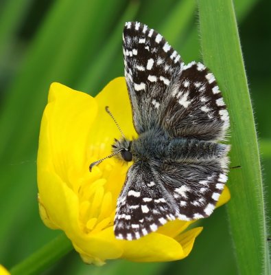 Aardbeivlinder - Grizzled Skipper
