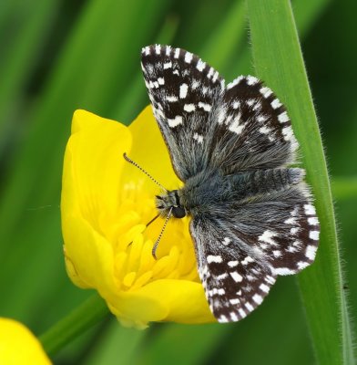 Aardbeivlinder - Grizzled Skipper