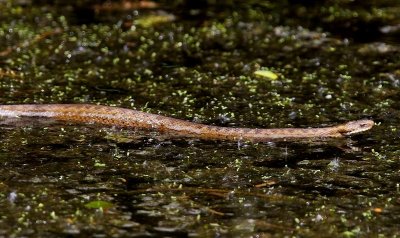 Adder - Viper
