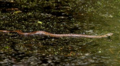 Adder - Viper