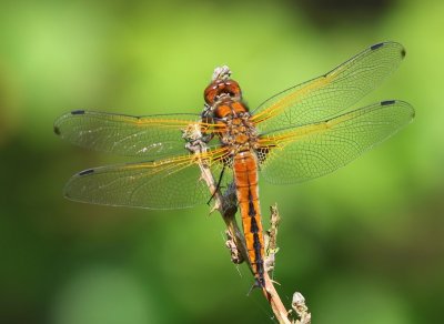Bruine Korenbout - Scarce Chaser