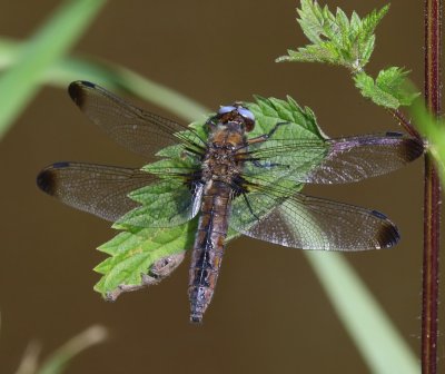 Bruine Korenbout - Scarce Chaser
