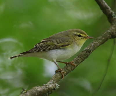 Fluiter - Wood Warbler