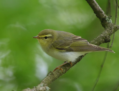 Fluiter - Wood Warbler