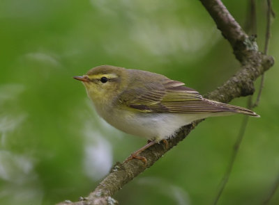 Fluiter - Wood Warbler