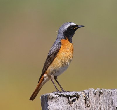 Gekraagde Roodstaart - Common Redstart