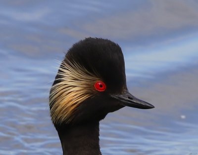 Geoorde Fuut - Black-necked Grebe