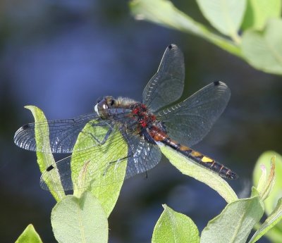 Gevlekte Witsnuitlibel - Large White-faced Darter