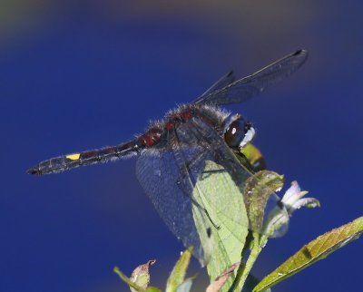 Gevlekte Witsnuitlibel - Large White-faced Darter