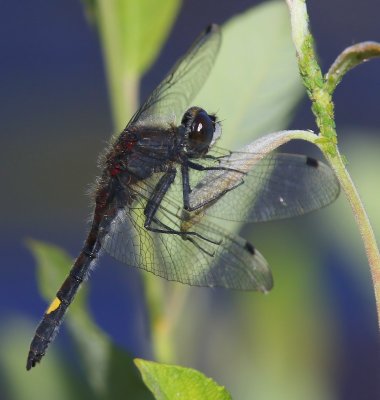 Gevlekte Witsnuitlibel - Large White-faced Darter