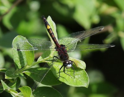 Gevlekte Witsnuitlibel - Large White-faced Darter