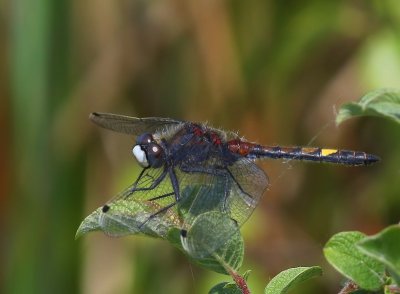 Gevlekte Witsnuitlibel - Large White-faced Darter