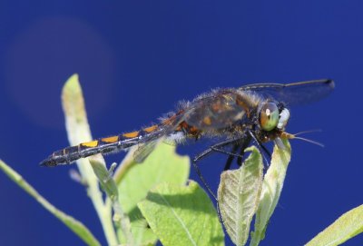 Gevlekte Witsnuitlibel - Large White-faced Darter