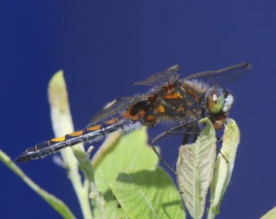Gevlekte Witsnuitlibel - Large White-faced Darter
