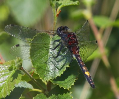 Gevlekte Witsnuitlibel - Large White-faced Darter
