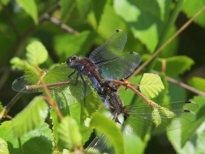 Gevlekte Witsnuitlibellen - Large White-faced Darters
