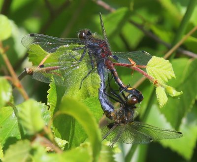 Gevlekte Witsnuitlibellen - Large White-faced Darters
