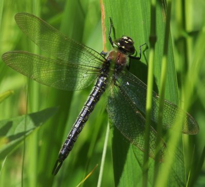 Glassnijder - Hairy Dragonfly