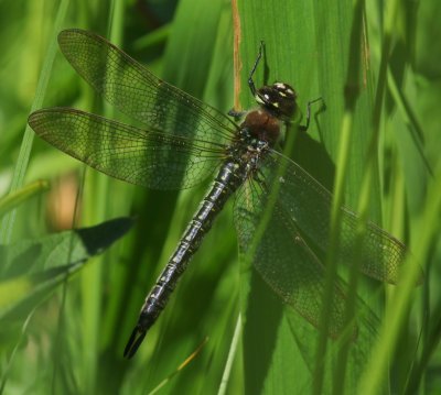 Glassnijder - Hairy Dragonfly