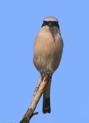 Grauwe Klauwier - Red-backed Shrike